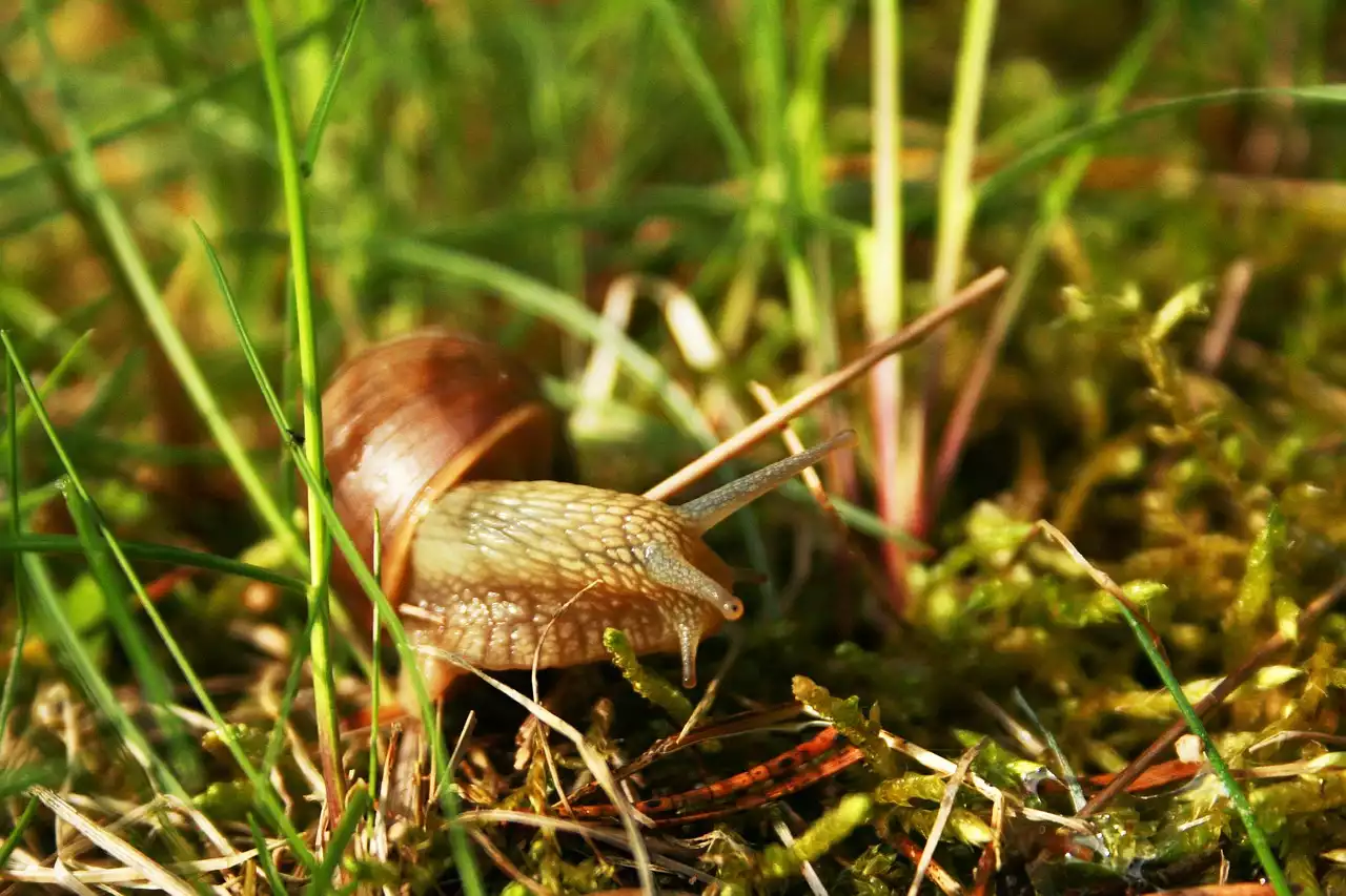 כמה טכניקות חיוניות לכלי נשיפה מעץ