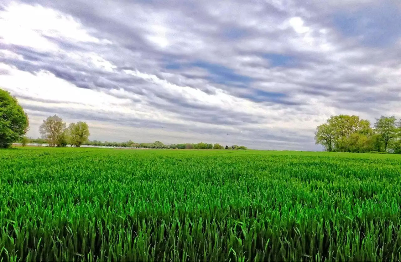 תוכנת עריכת תמונות GIMP היא חינמית